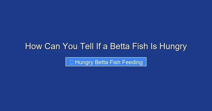 How Can You Tell If a Betta Fish Is Hungry