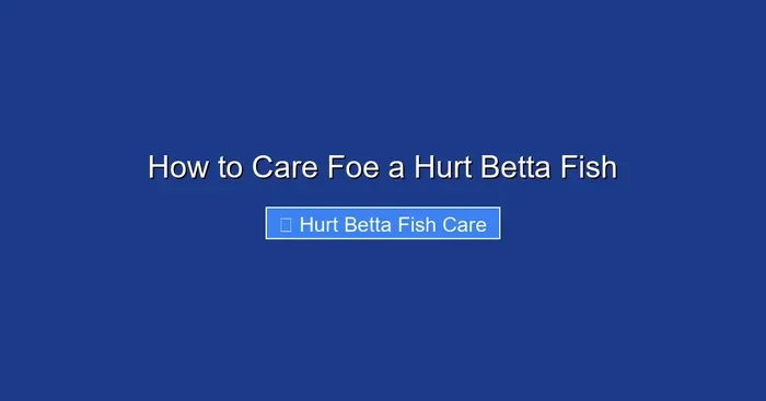 How to Care Foe a Hurt Betta Fish