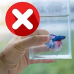 Is Keeping a Betta Fish Cruel