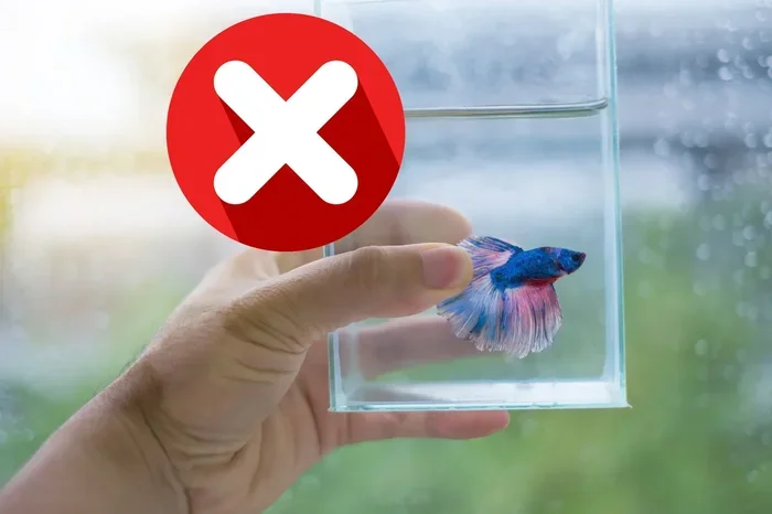 Is Keeping a Betta Fish Cruel