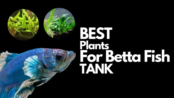 Is Ro Water Safe for Betta Fish