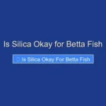 Is Silica Okay for Betta Fish