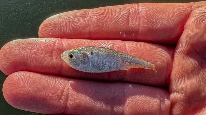 Is Silver or Goldd Better for Dirty Water Fish