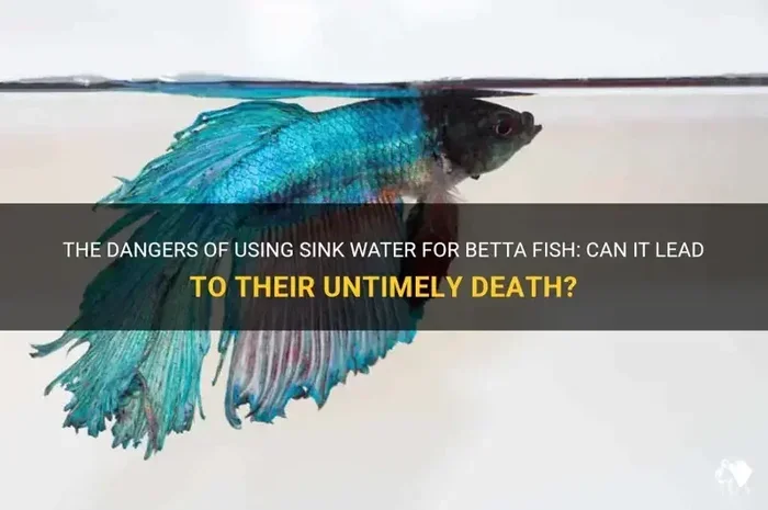 Is Sink Water Bad for Betta Fish