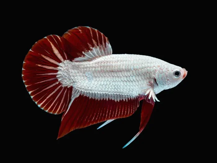 Is Super Fancy the Name of a Dragon Betta Fish