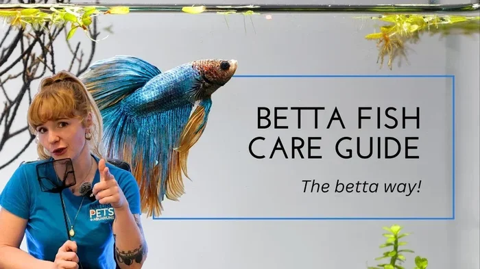 How to Care for a Betta Fish for Kids