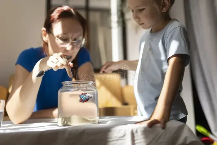 How to Take Care of a Betta Fish for Kids