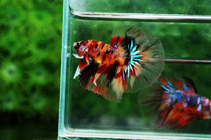 Can Betta and Koi Fish Live Together