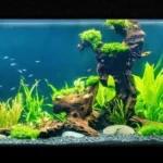Is a Bigger Fish Tank Better