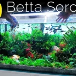 How to Make Betta Fish Larger