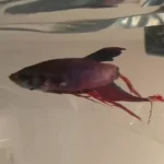 How to Tell If Your Betta Fish Is Dead