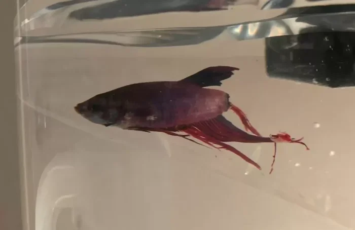 How to Tell If Your Betta Fish Is Dead