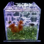 Should You Leave the Light on a Betta Fish Tank