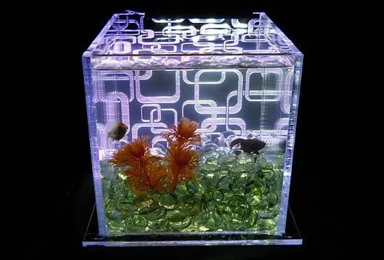 Should You Leave the Light on a Betta Fish Tank