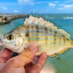 Is It Better to Fish with Live or Dead Pinfish