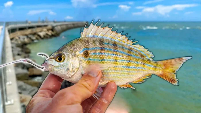 Is It Better to Fish with Live or Dead Pinfish