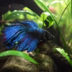 Do Betta Fish Have to Be Alone