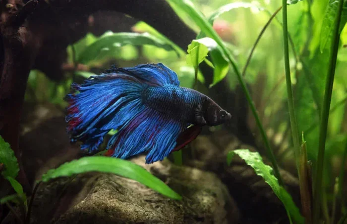 Do Betta Fish Have to Be Alone