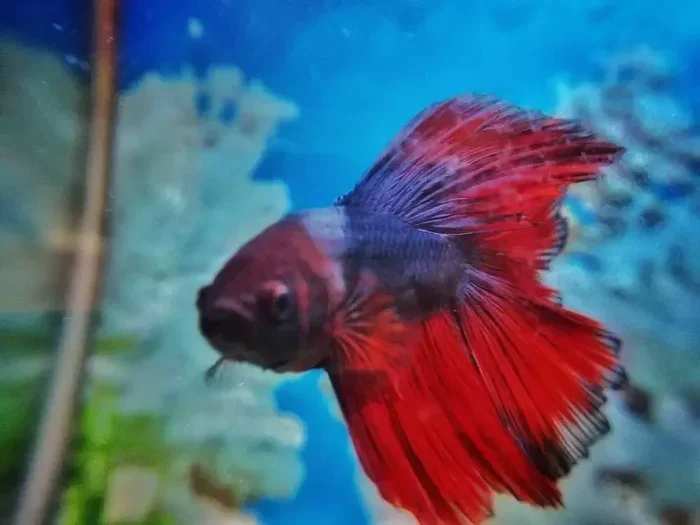 Do Betta Fish Feel Lonely