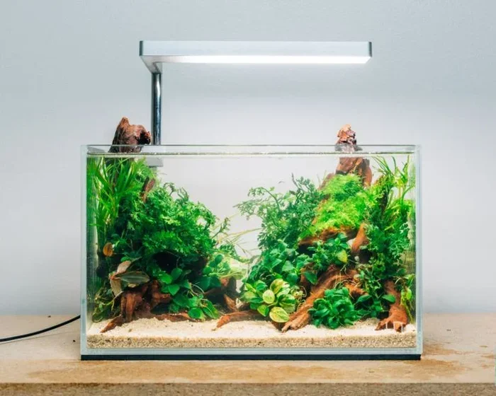 How to Setup Low Maintenance Aquascape for Betta Fish Tutorial