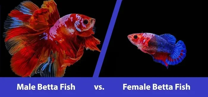 How to Tell If Betta Fish Is Boy Orgirl