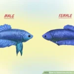 How to Separate Male and Female Betta Fish