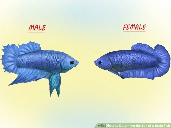 How to Separate Male and Female Betta Fish
