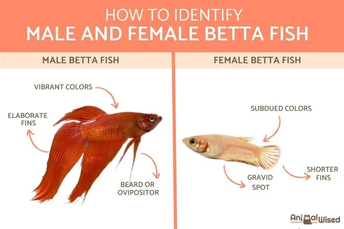 How to Sex Betta Fish and Spot Gender Differences Easily