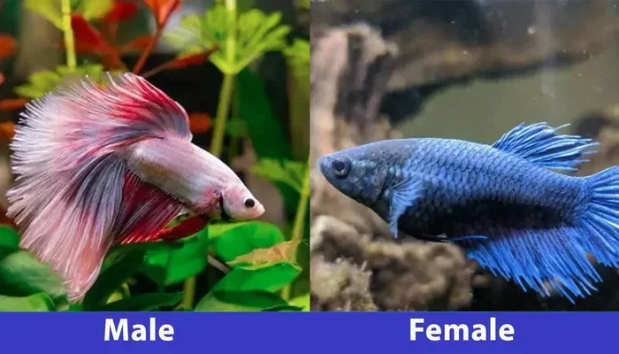 Will Male and Female Betta Fish Fight Find Out Now