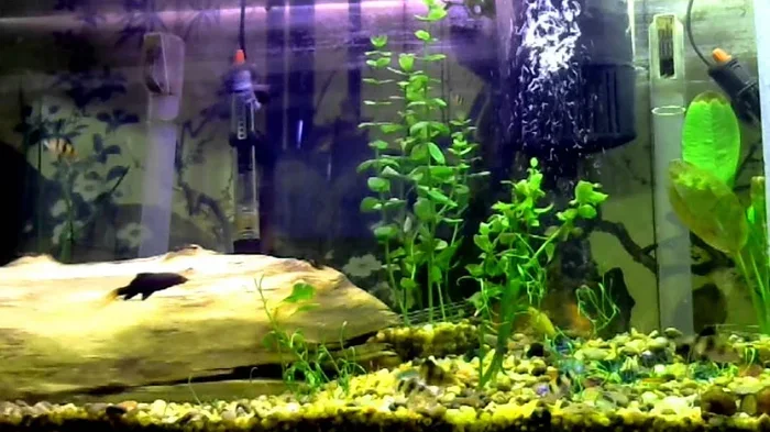 Can You Put Male Bettas With Other Fish Without Any Problems