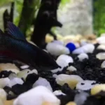 What Can I Put in with My Male Betta Fish