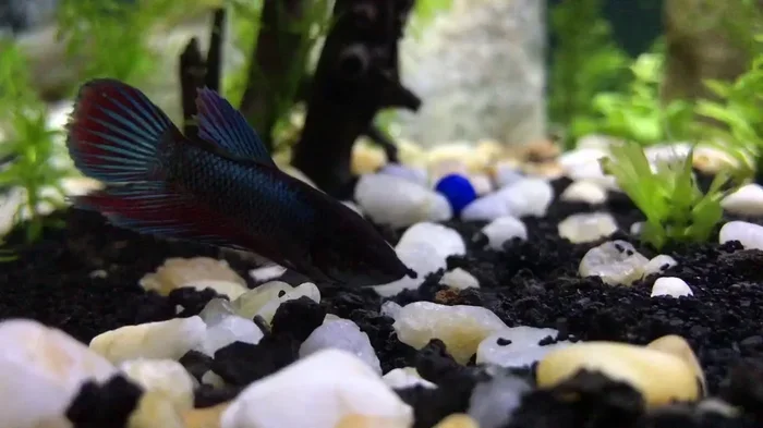 Can You Put Male Betta Fish With Other Fish Safely