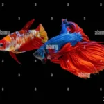 Do Male Betta Fish Fight with Females