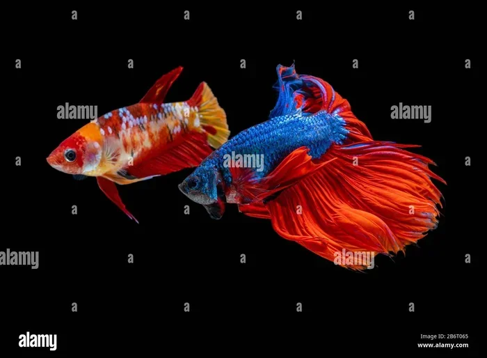 Do Male Betta Fish Fight with Females