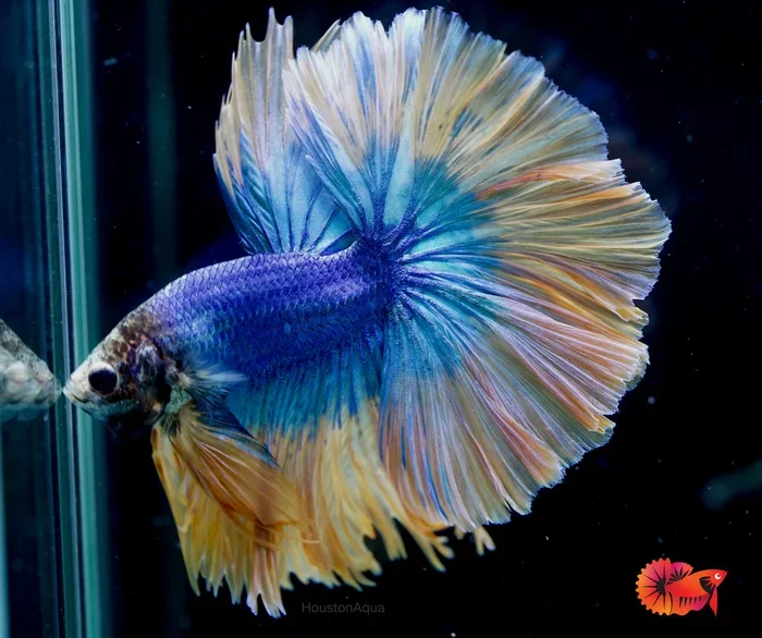 How Long Does Male Betta Fish Live