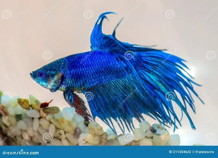 How to Tell the Age of a Male Betta Fish