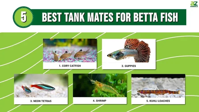 can you put other fish with male betta live with tank mates