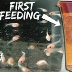How Many Times Do You Feed a Male Betta Fish