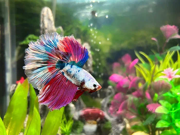 How Many Liters Does a Male Betta Fish Need