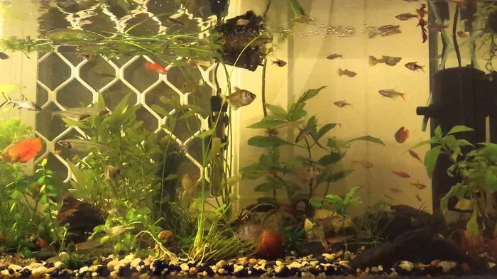 What Fish Can Go With A Male Betta For A Happy Tank
