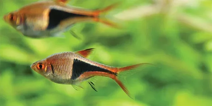 Best Tank Mates What Fish Can Live With Male Bettas