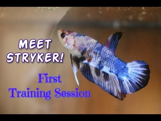 How to Train a Male Betta Fish