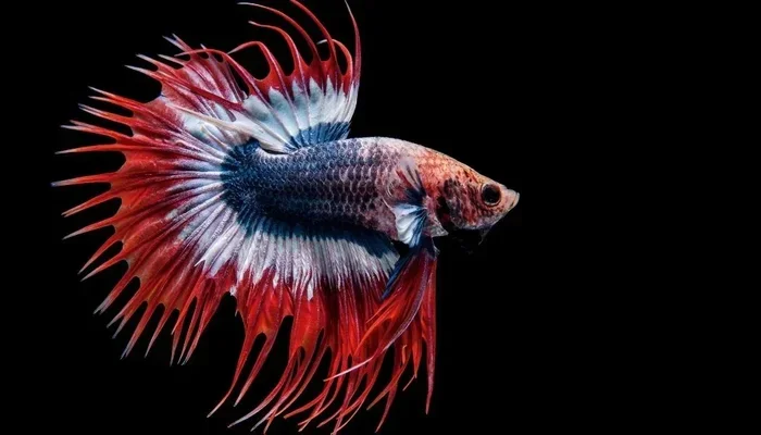 How to Tell Sex of Betta Fish Crowntail