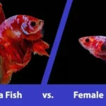 How to Tell Gender in Betta Fish
