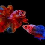 How to Tell Gender of a Betta Fish