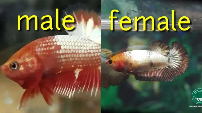 How to Tell If Betta Fish Is Boy or Girl