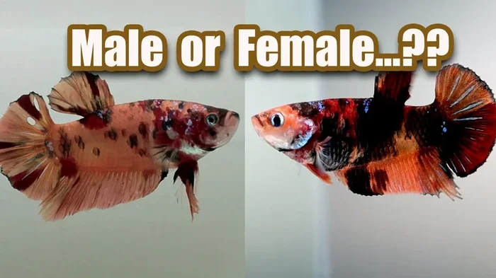 How to Tell Sex of a Betta Fish