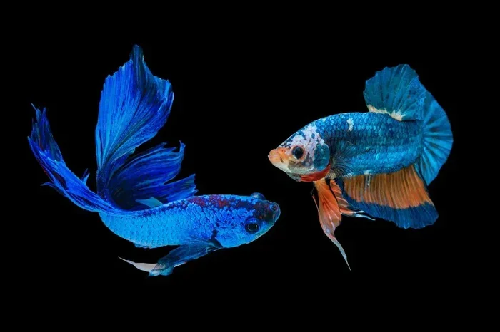 How to Tell the Sex of My Betta Fish