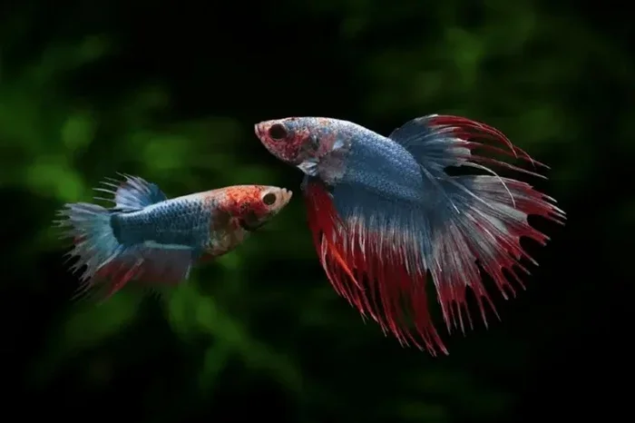 How to Tell What Sex a Betta Fish Is