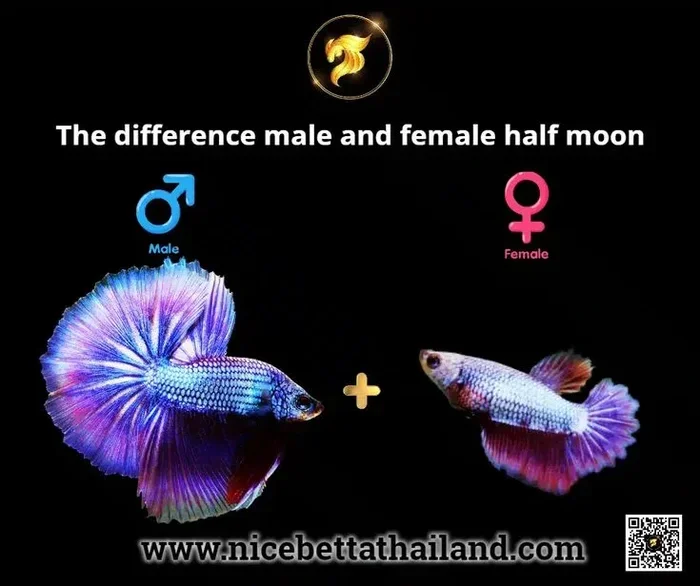 How Do You Tell the Gender of a Betta Fish